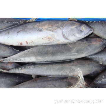 ปลาทูน่าแช่แข็ง albacore bonito wr ขนาด 300-500